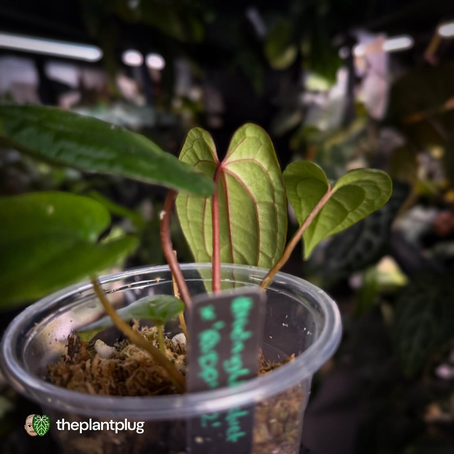 Anthurium 'Midnight Velvet' x 'RVDP'