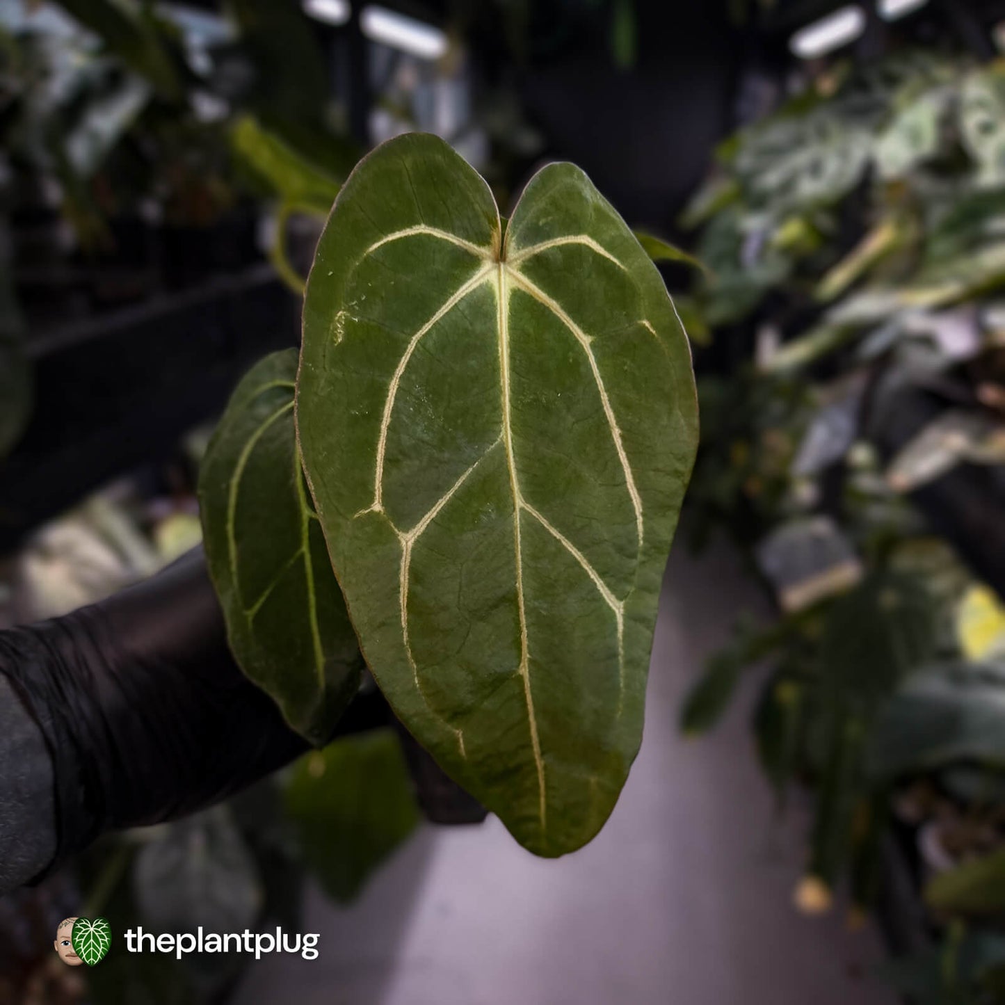 Anthurium (carlablackiae x dressleri) x carla • holdback