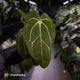 Anthurium (carlablackiae x dressleri) x carla • holdback