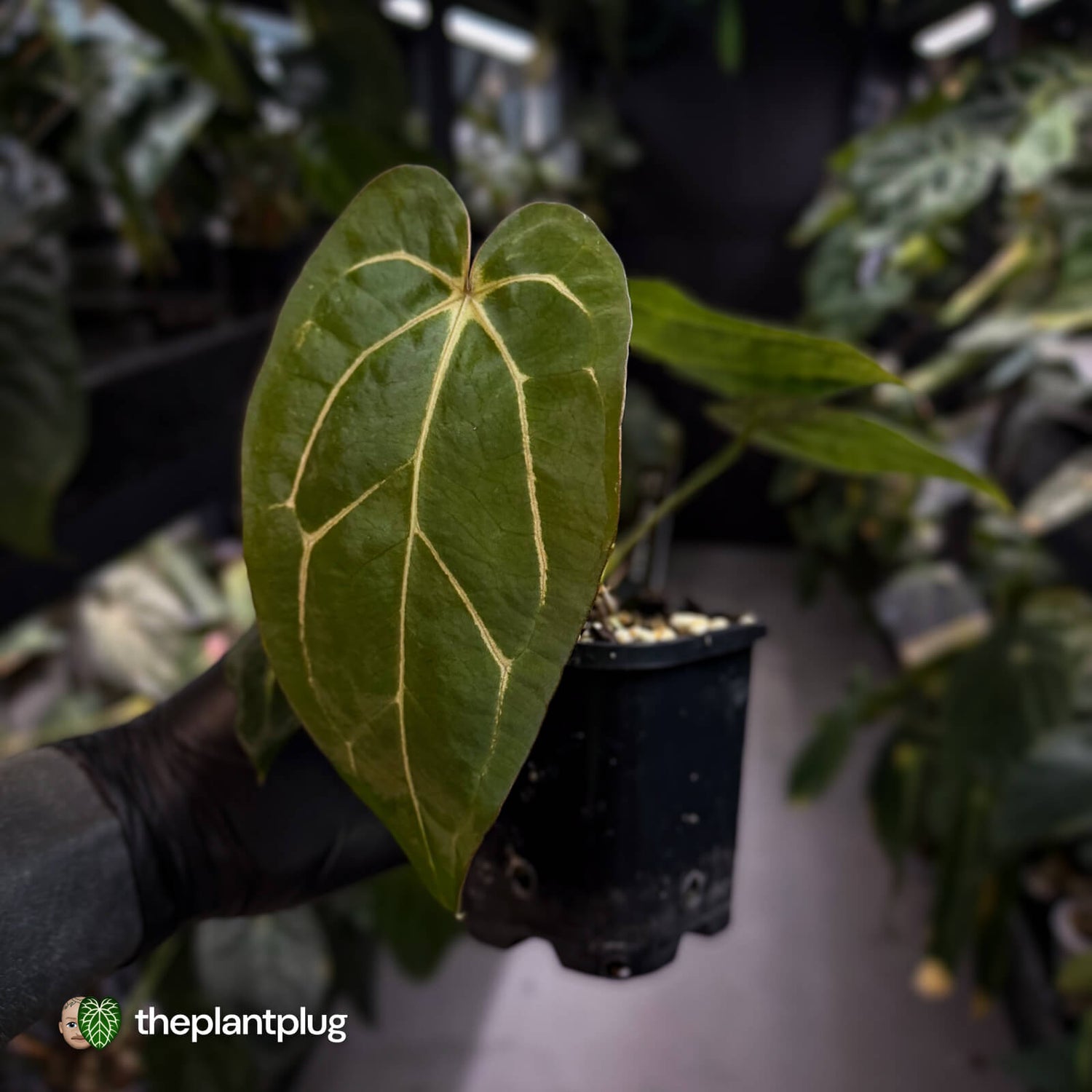 Anthurium (carlablackiae x dressleri) x carla • holdback