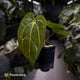 Anthurium (carlablackiae x dressleri) x carla • holdback