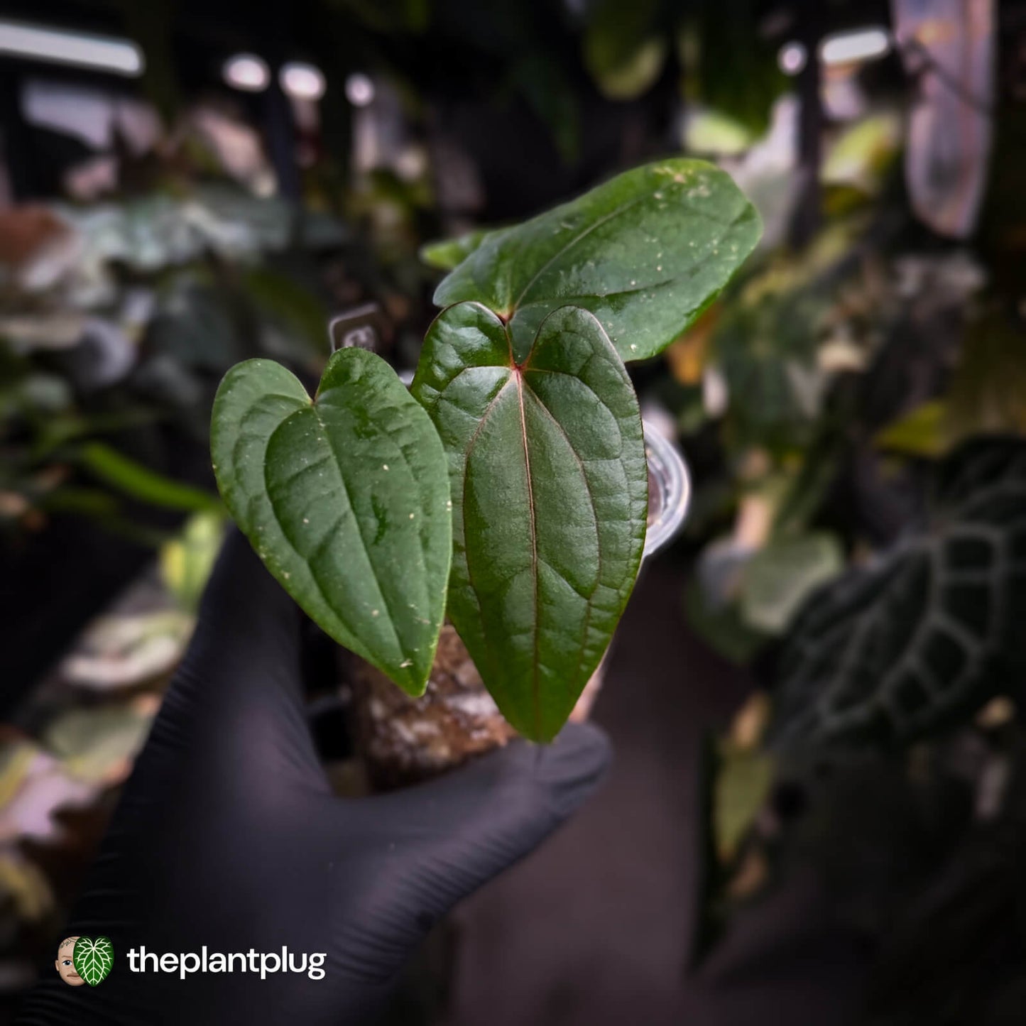 Anthurium 'Midnight Velvet' x 'RVDP'