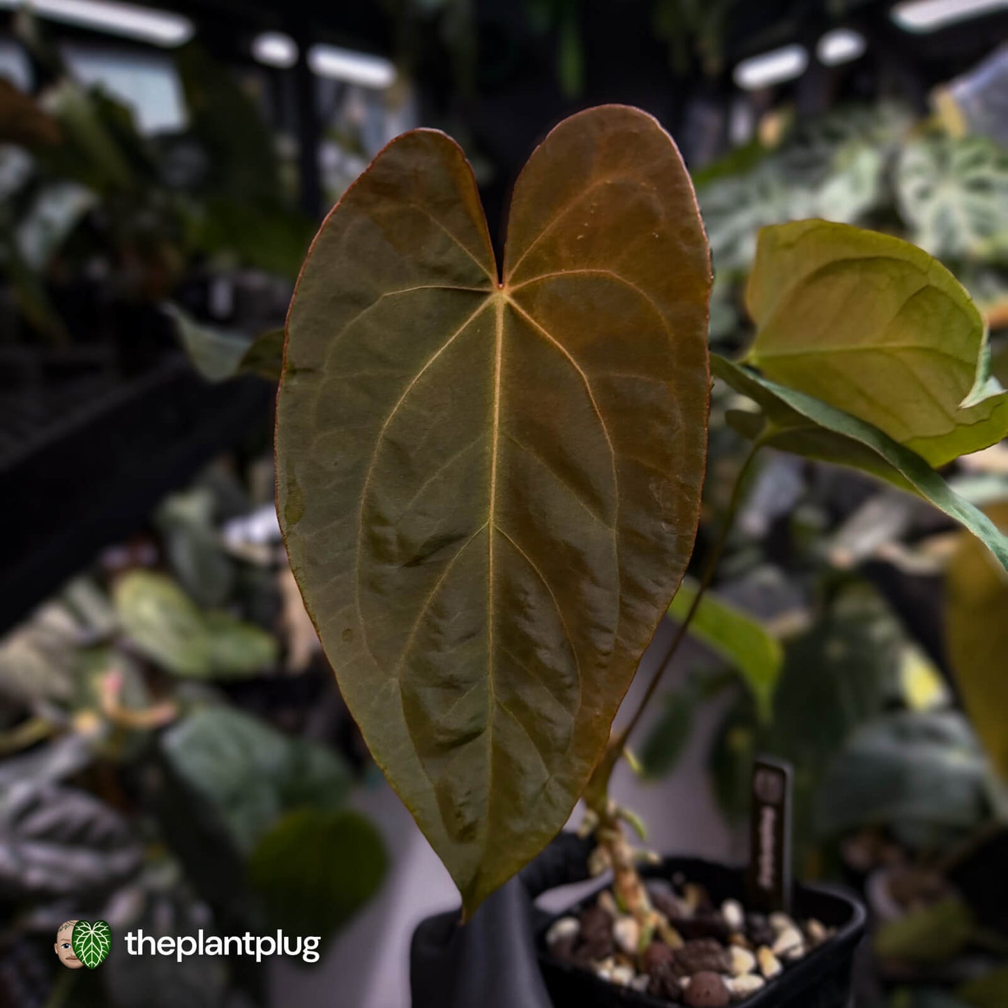 Anthurium #Bunyip • select