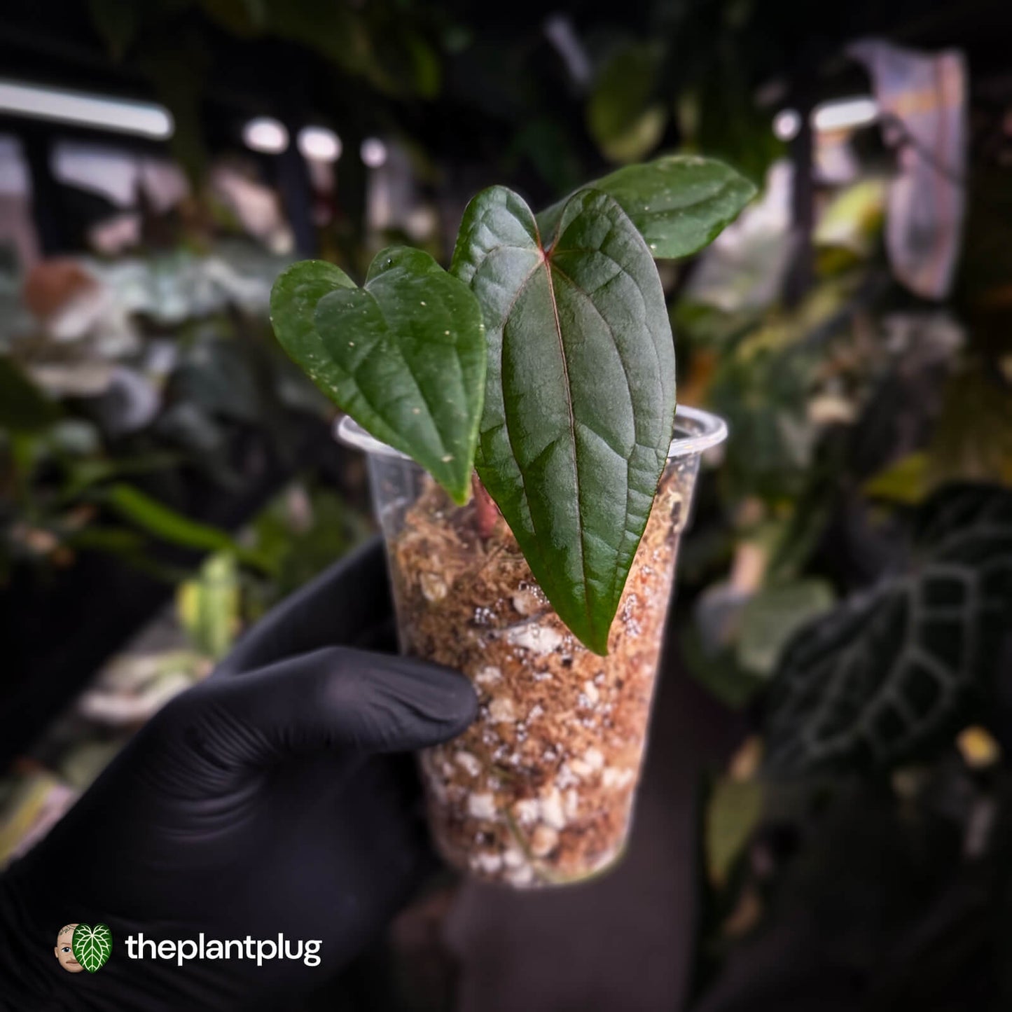 Anthurium 'Midnight Velvet' x 'RVDP'