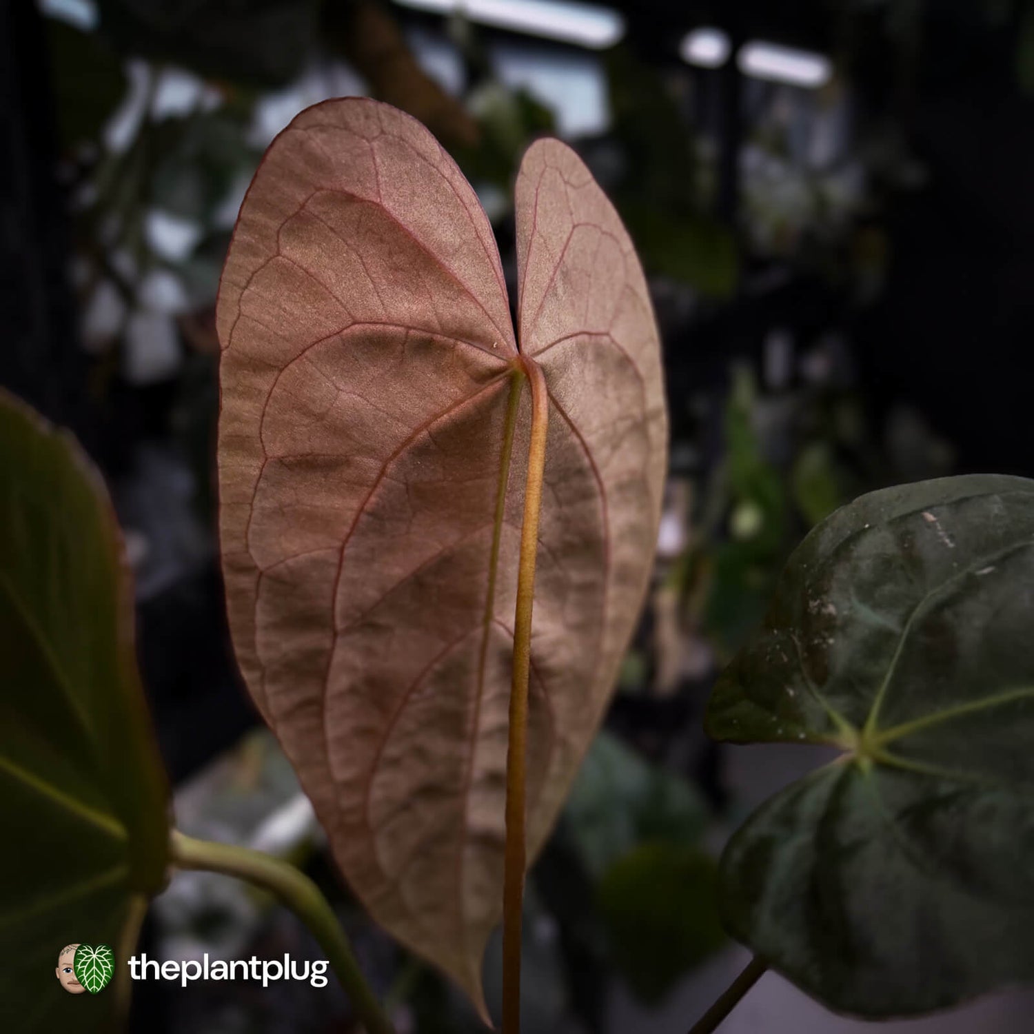 Anthurium #Bunyip • select