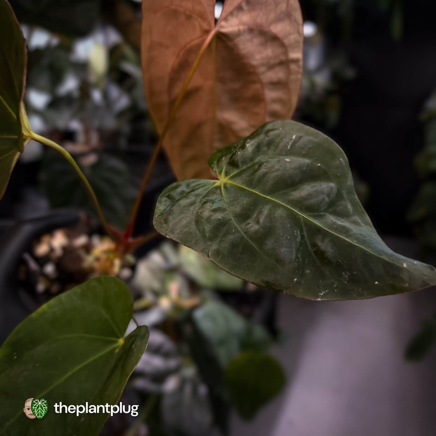 Anthurium #Bunyip • select