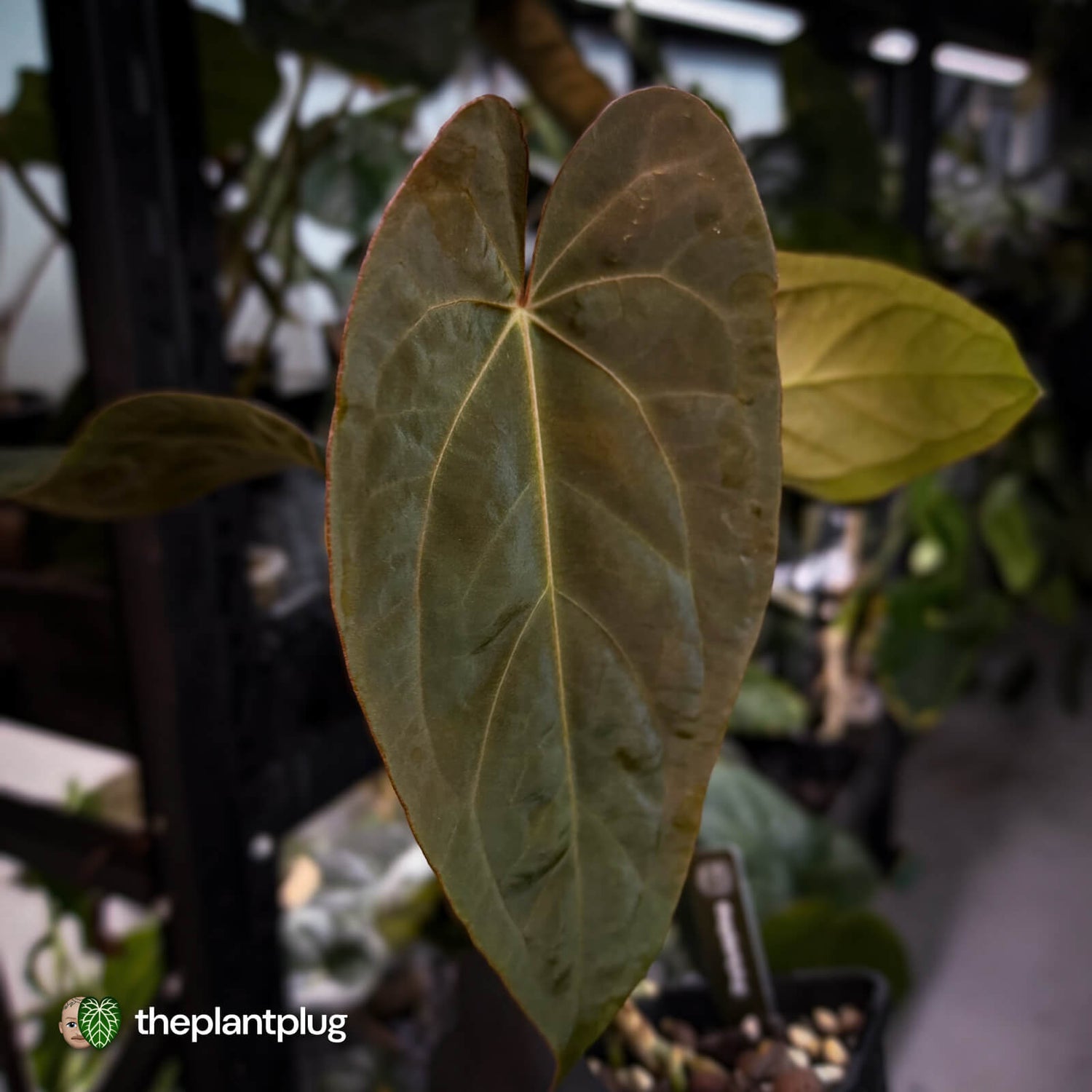 Anthurium #Bunyip • select