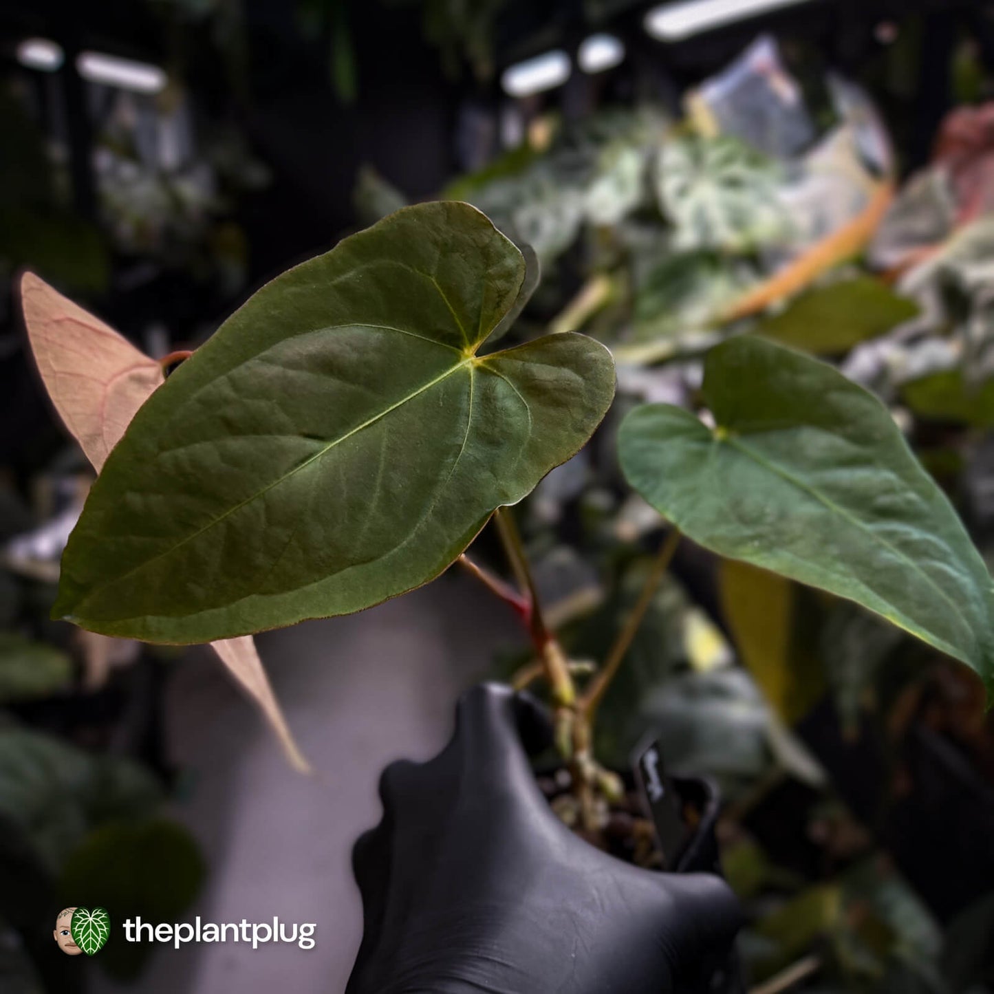 Anthurium #Bunyip • select