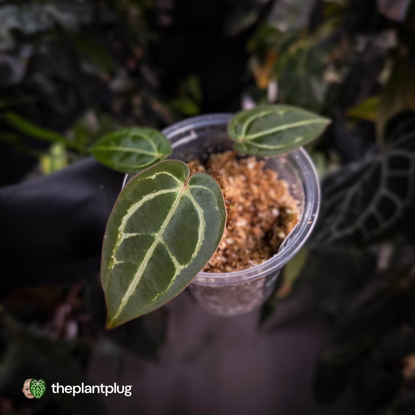Anthurium ('Zara' x 'Michelle') x (carlablackiae)