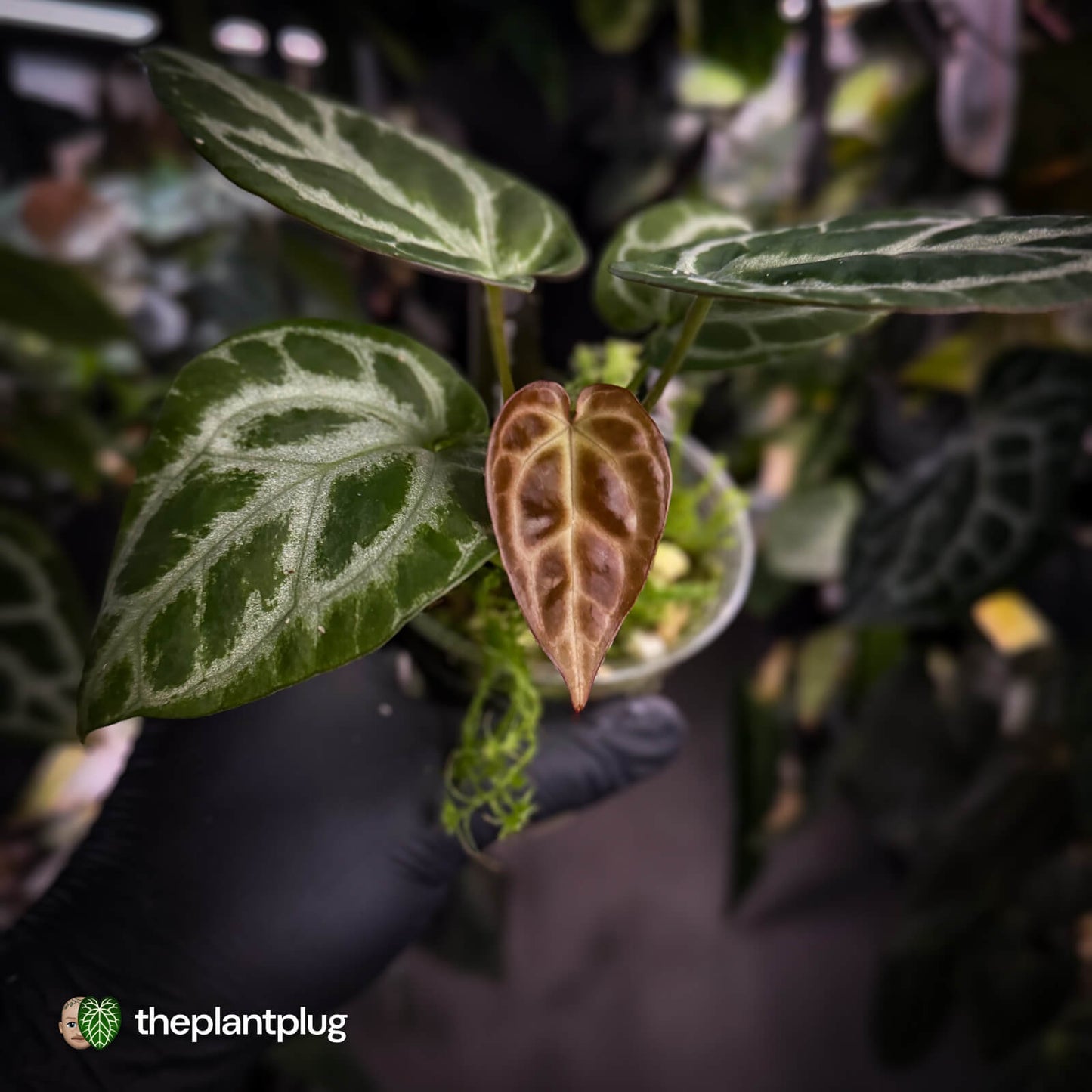Anthurium aff crystallinum (ex. Cape Oasis)