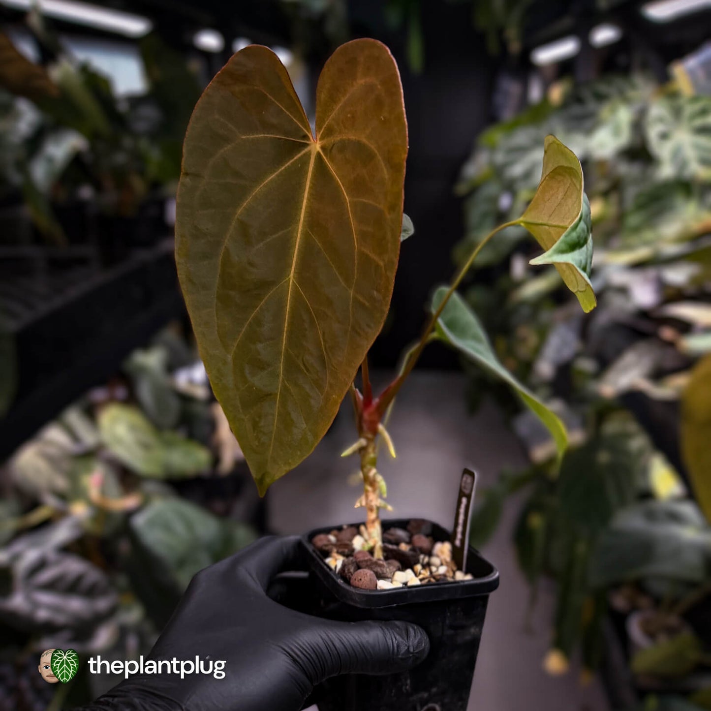 Anthurium #Bunyip • select