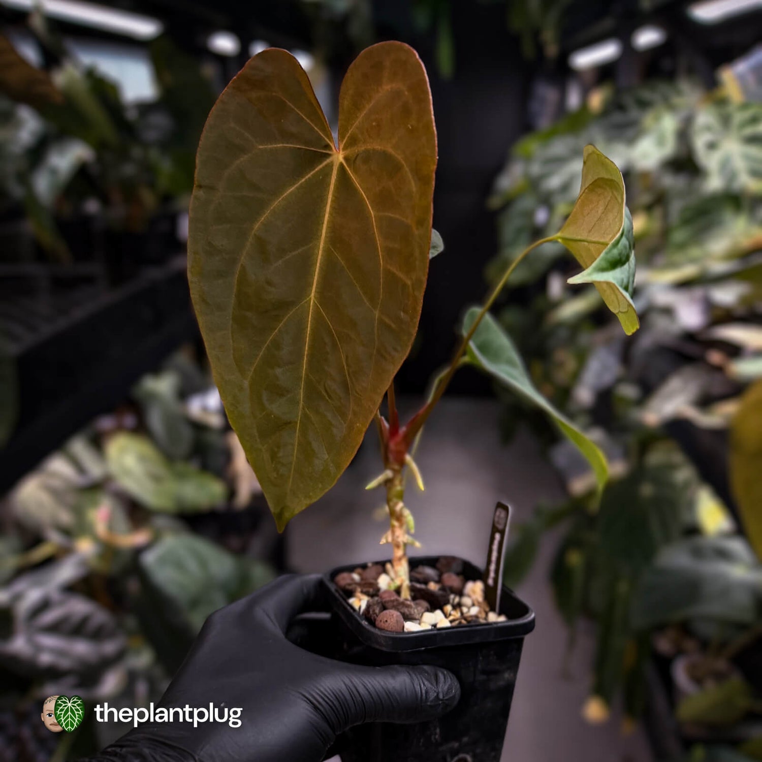 Anthurium #Bunyip • select