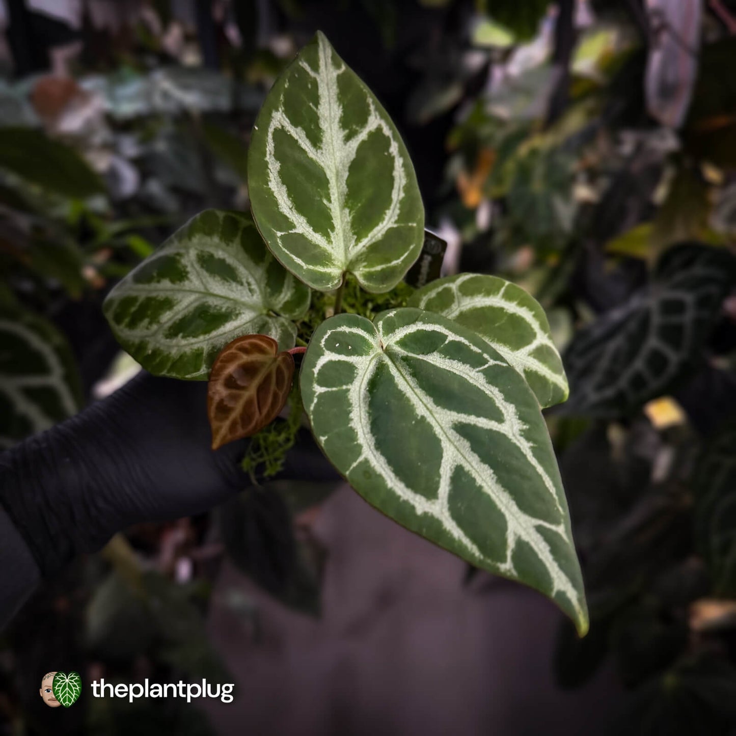 Anthurium aff crystallinum (ex. Cape Oasis)