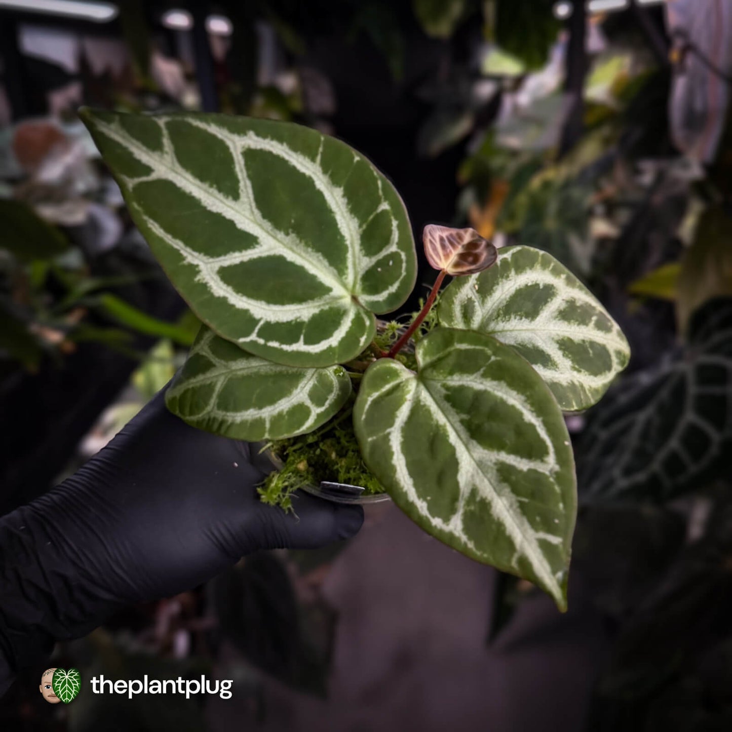Anthurium aff crystallinum (ex. Cape Oasis)