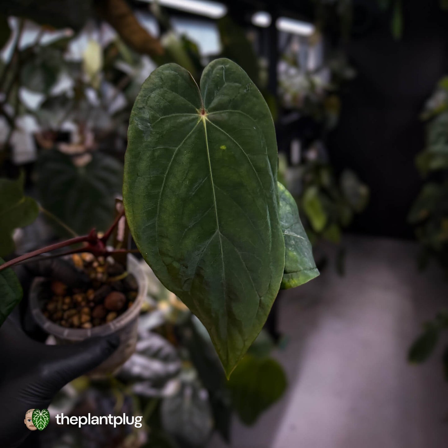 Anthurium antolakii x #MidnightVelvet 🌟