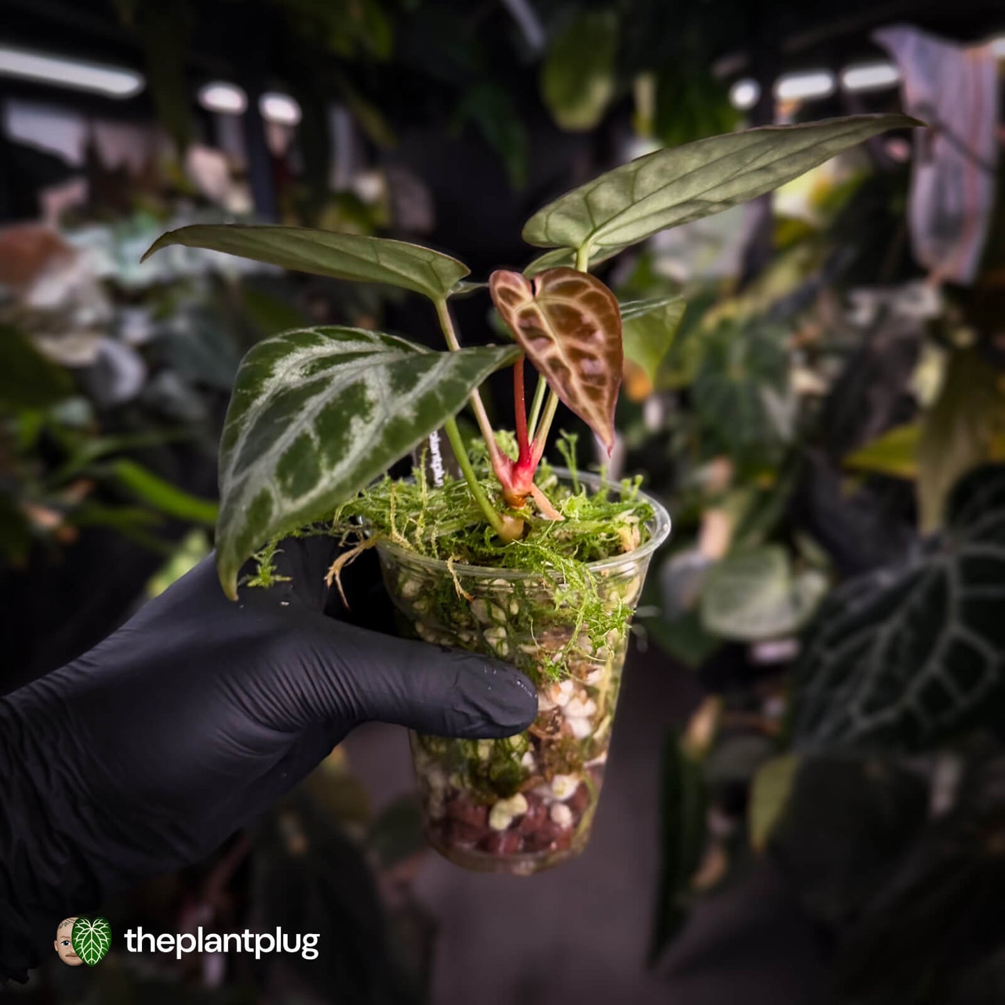 Anthurium aff crystallinum (ex. Cape Oasis)