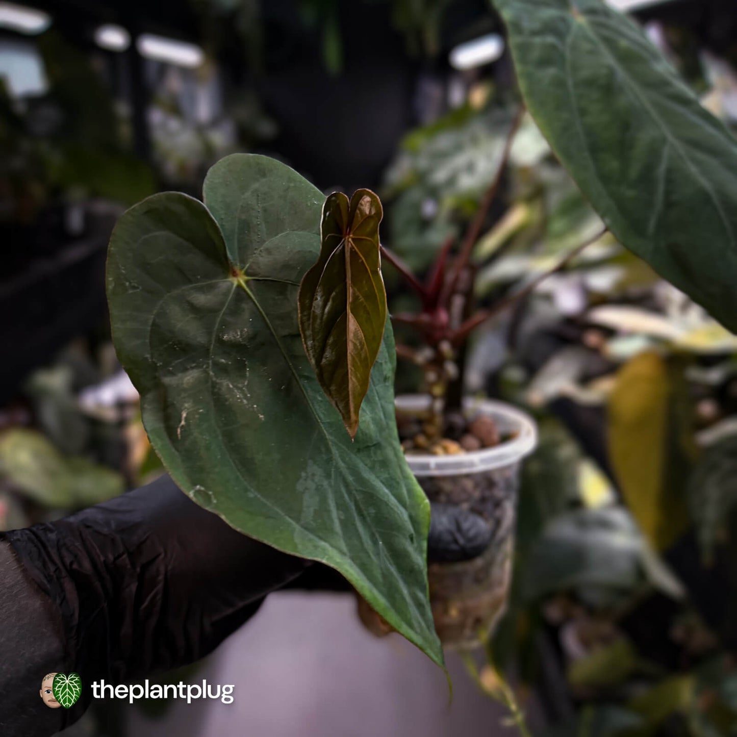 Anthurium antolakii x #MidnightVelvet 🌟
