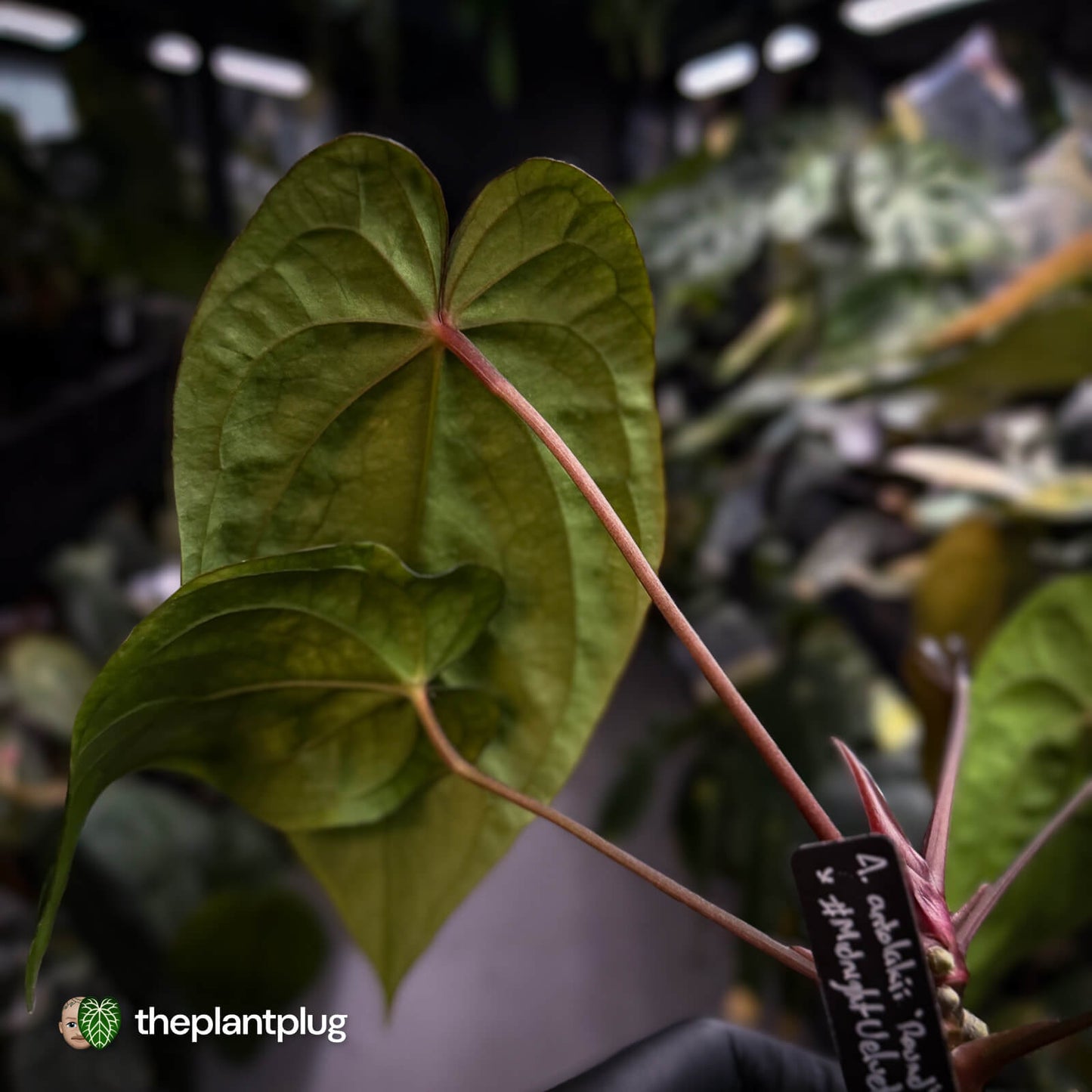 Anthurium antolakii x #MidnightVelvet 🌟