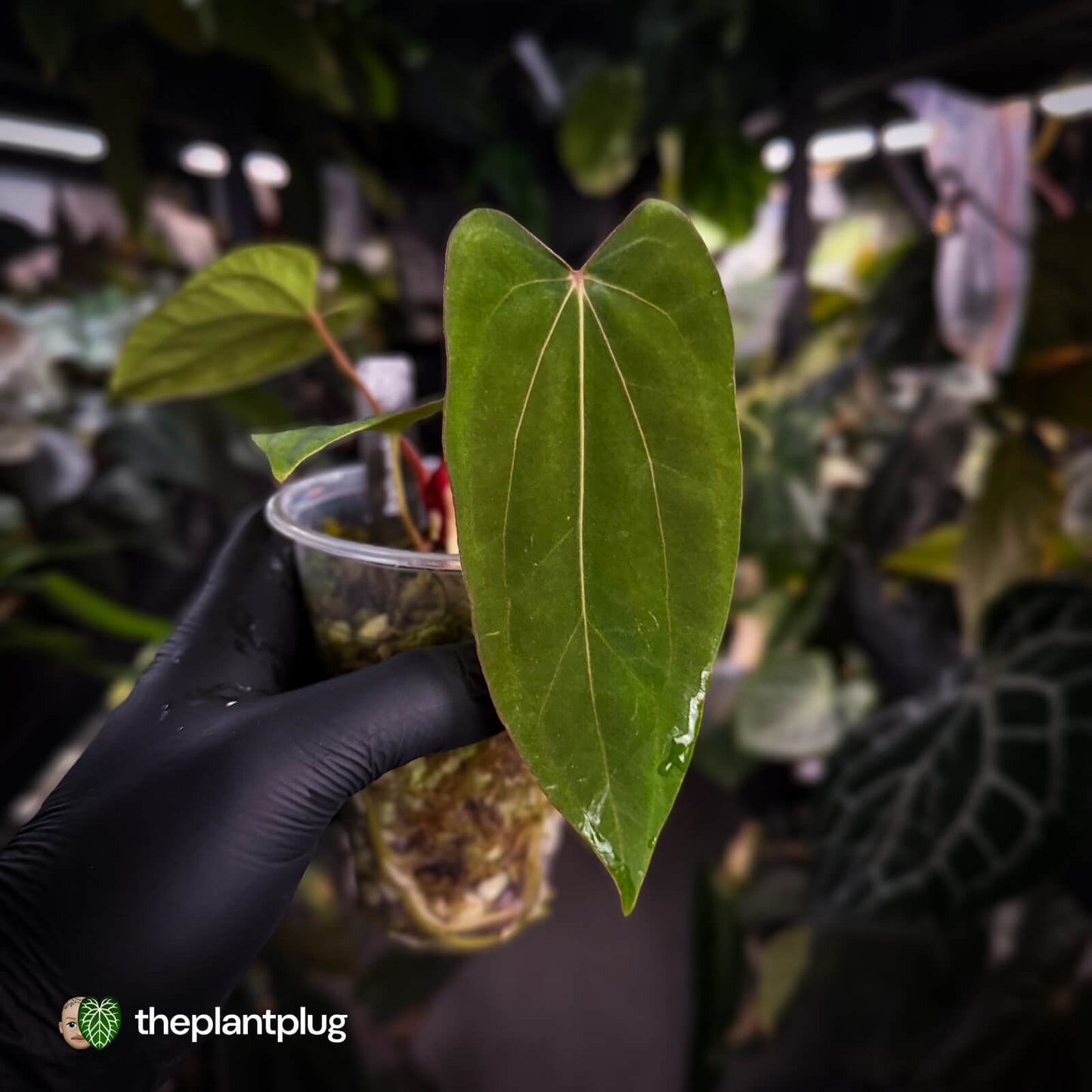 Anthurium 'Loki' • mother plant clone