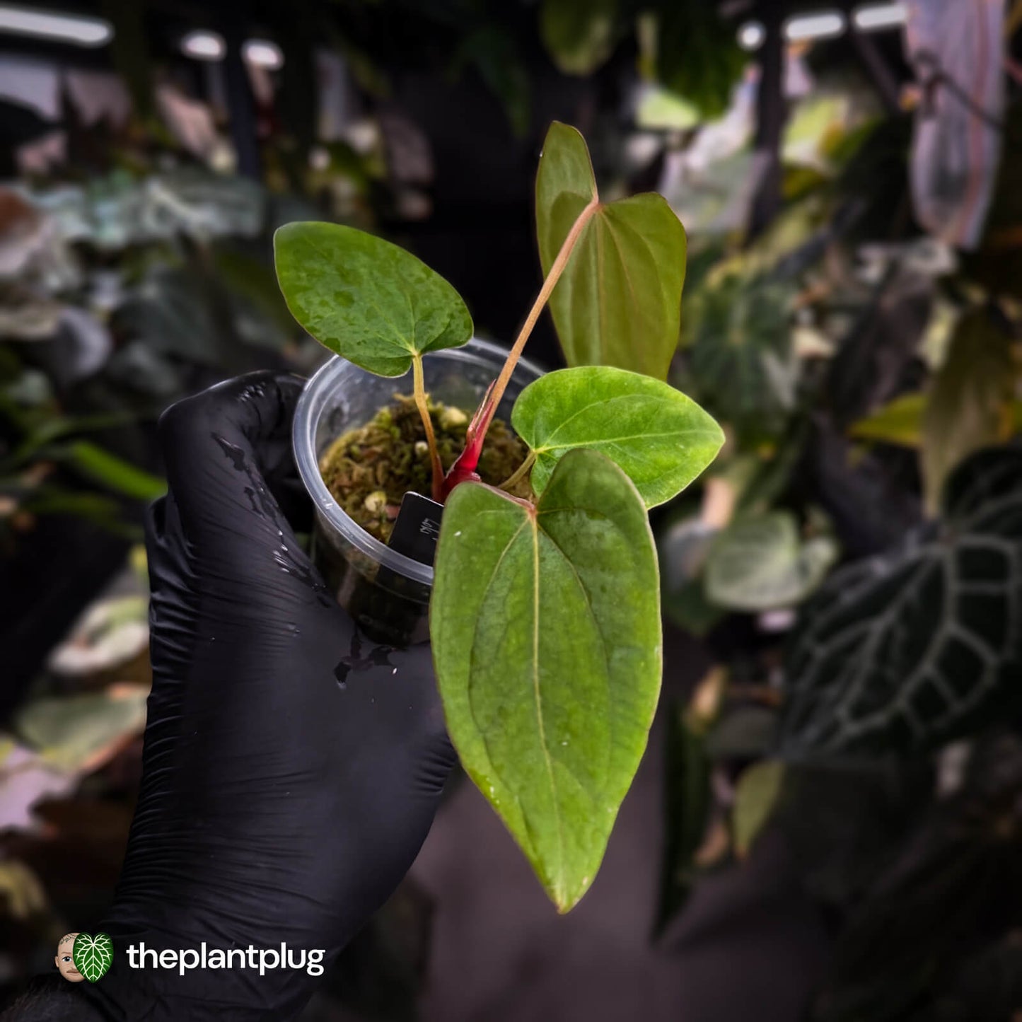 Anthurium 'Loki' • mother plant clone