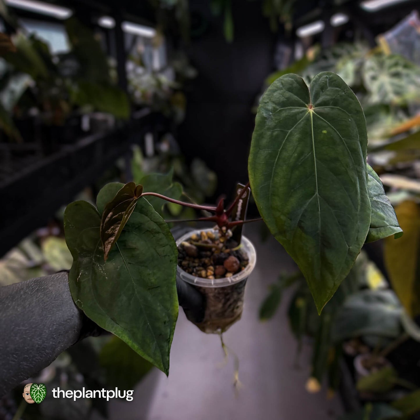 Anthurium antolakii x #MidnightVelvet 🌟