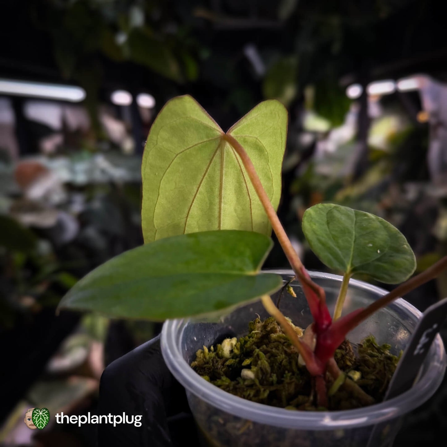 Anthurium 'Loki' • mother plant clone