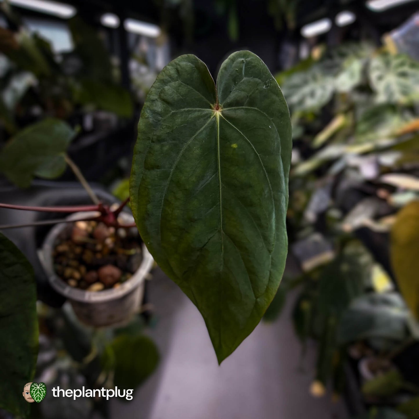 Anthurium antolakii x #MidnightVelvet 🌟