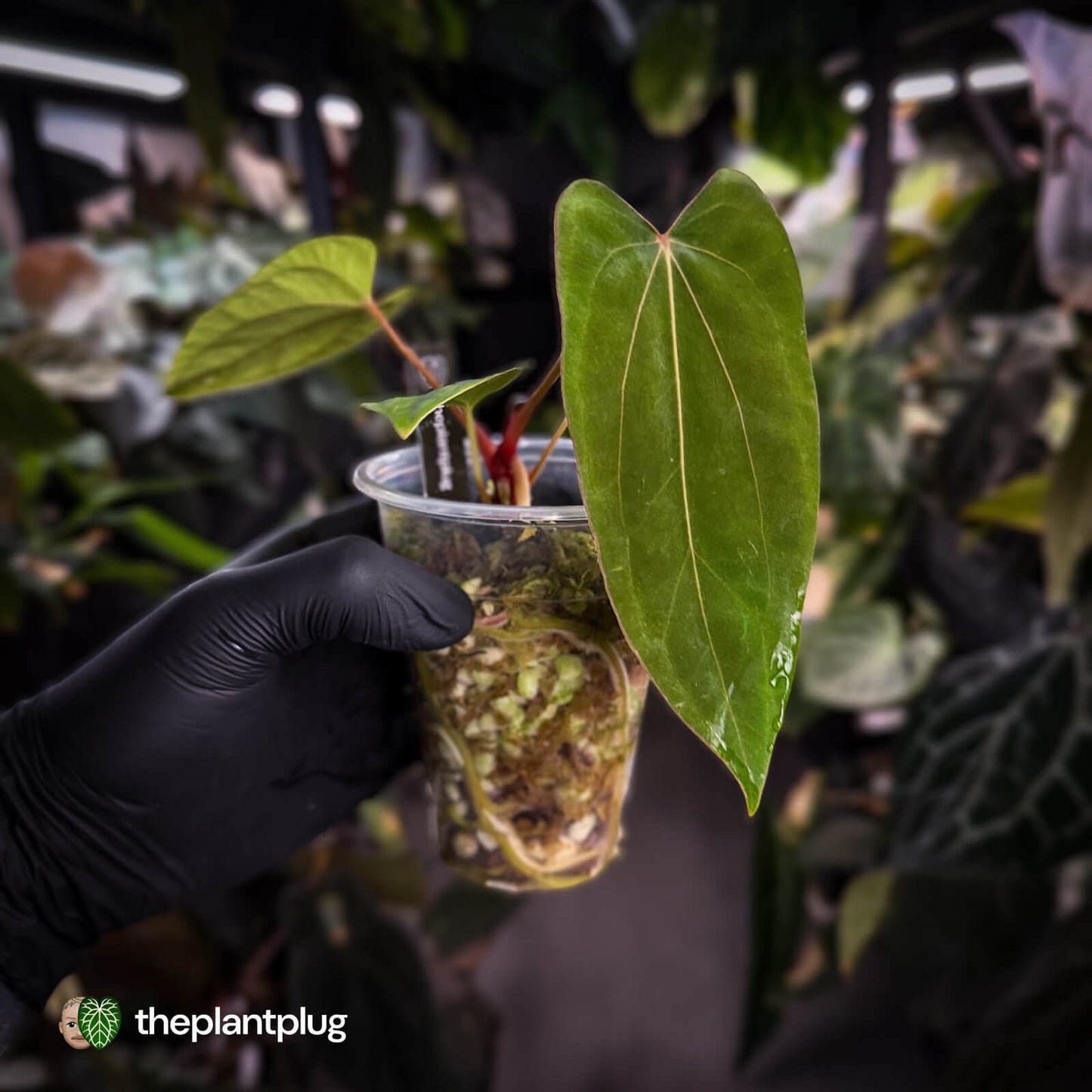 Anthurium 'Loki' • mother plant clone
