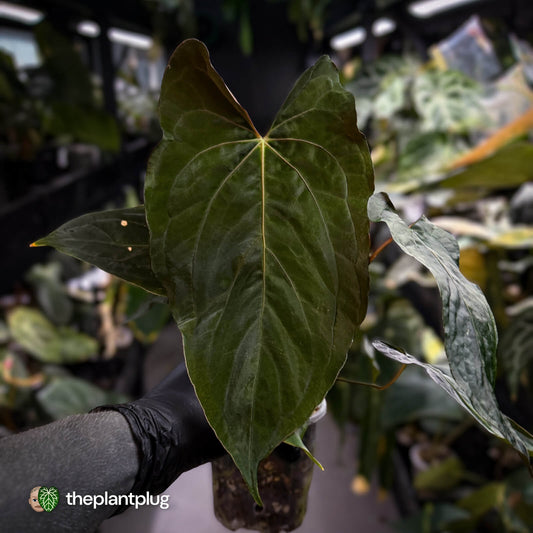 Anthurium papillilaminum 'RLFS' x 'RL' s1 • select holdback 🔥