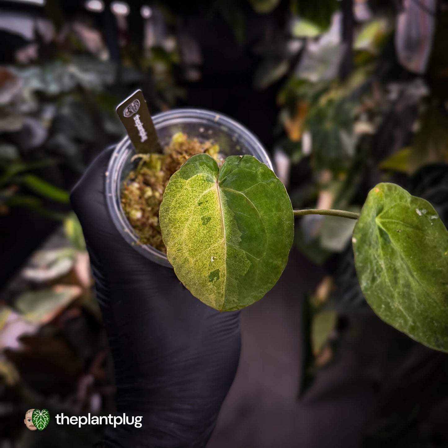 Anthurium 'Complex Black' x (pap x dress) • variegated neotenous mutation
