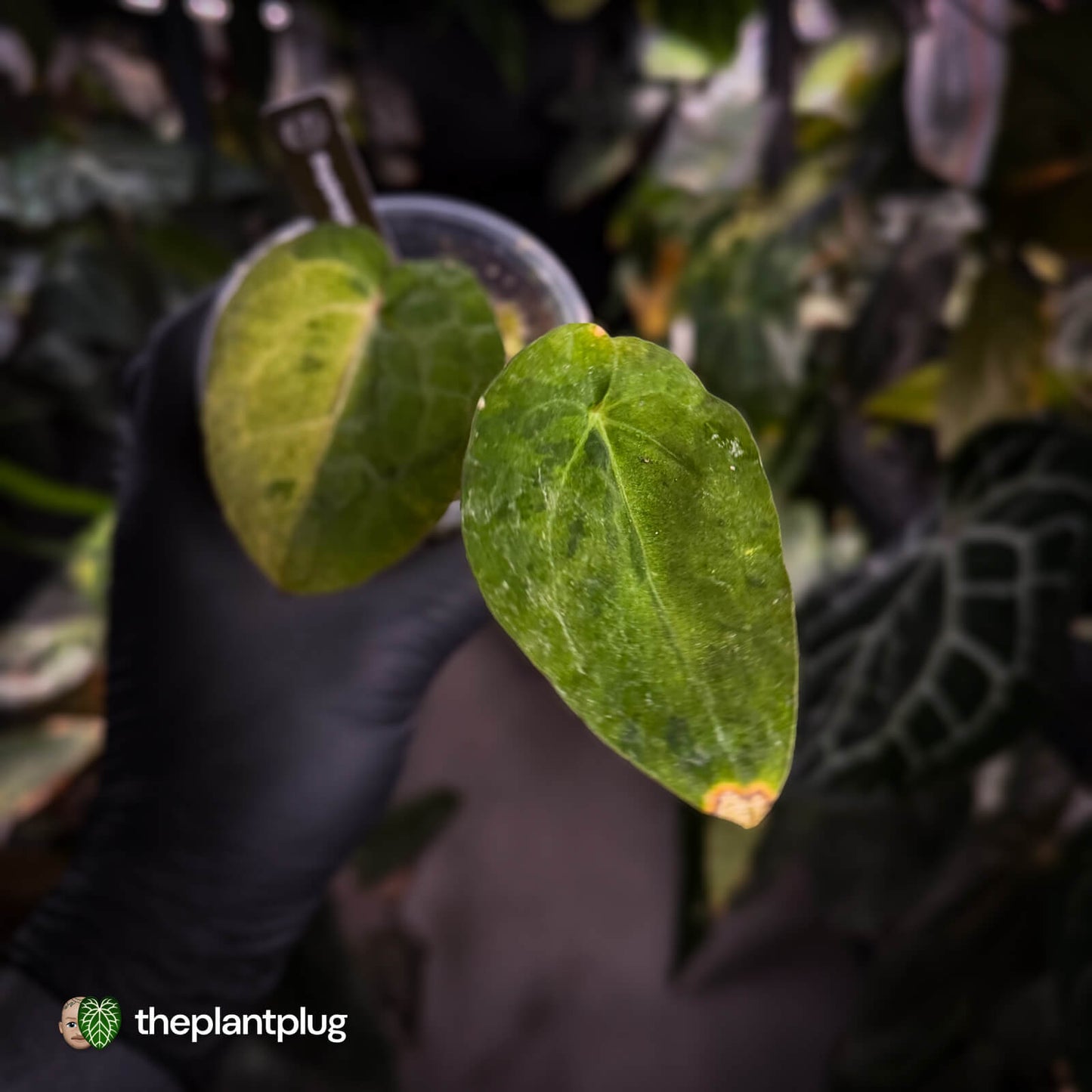 Anthurium 'Complex Black' x (pap x dress) • variegated neotenous mutation