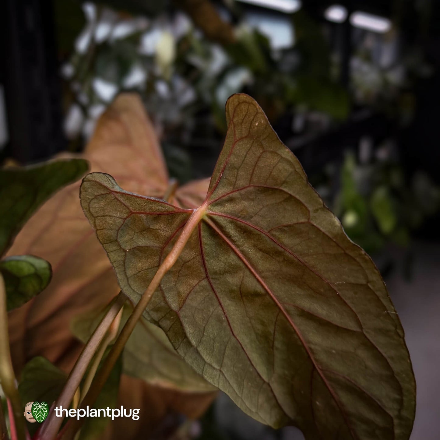 Anthurium papillilaminum 'RLFS' x 'RL' s1 • select holdback 🔥