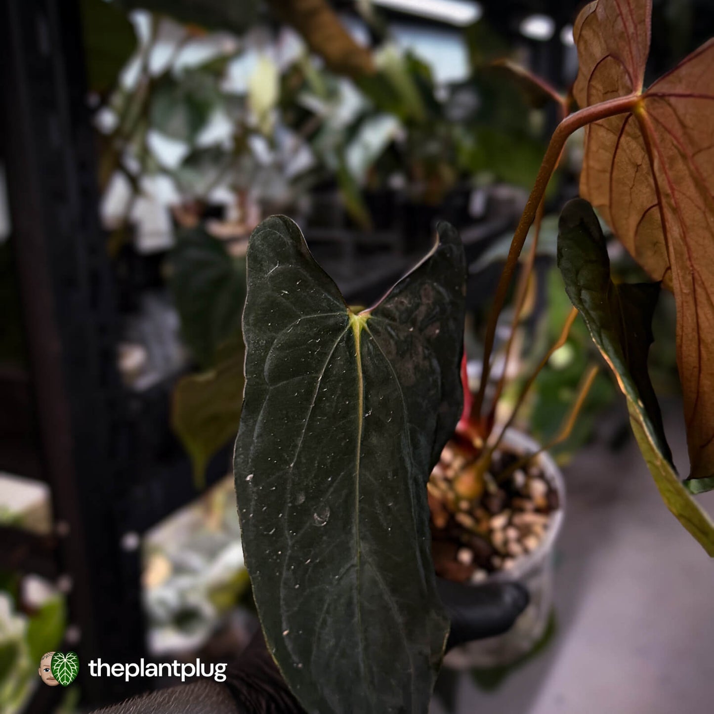 Anthurium papillilaminum 'RLFS' x 'RL' s1 • select holdback 🔥