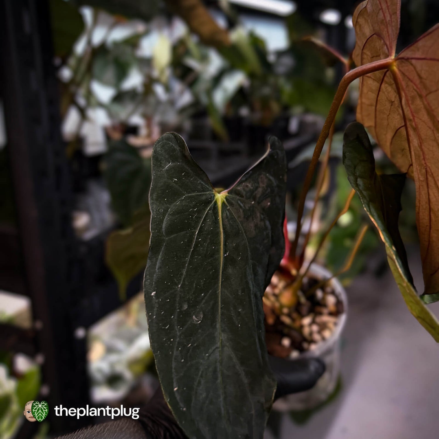 Anthurium papillilaminum 'RLFS' x 'RL' s1 • select holdback 🔥