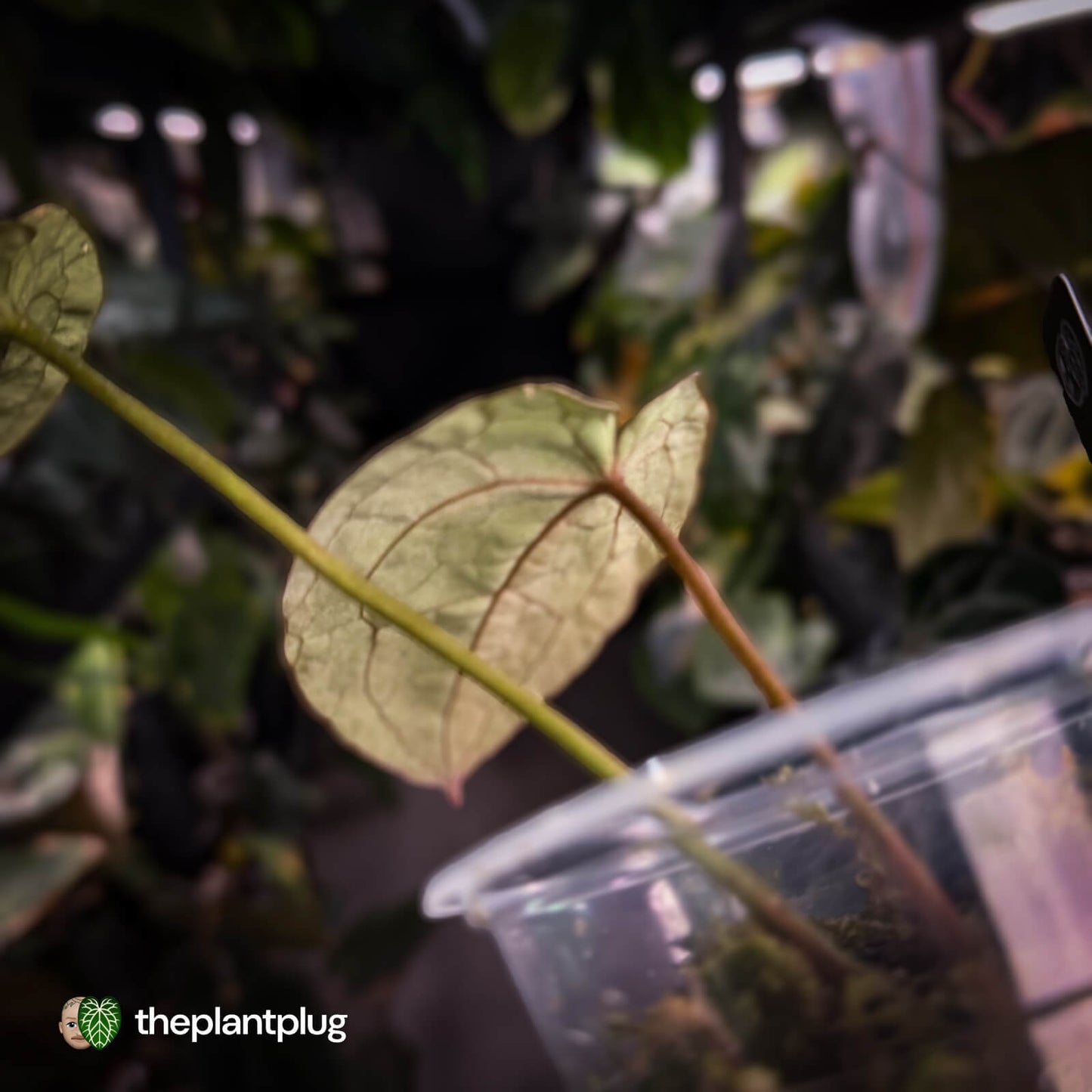Anthurium 'Complex Black' x (pap x dress) • variegated neotenous mutation