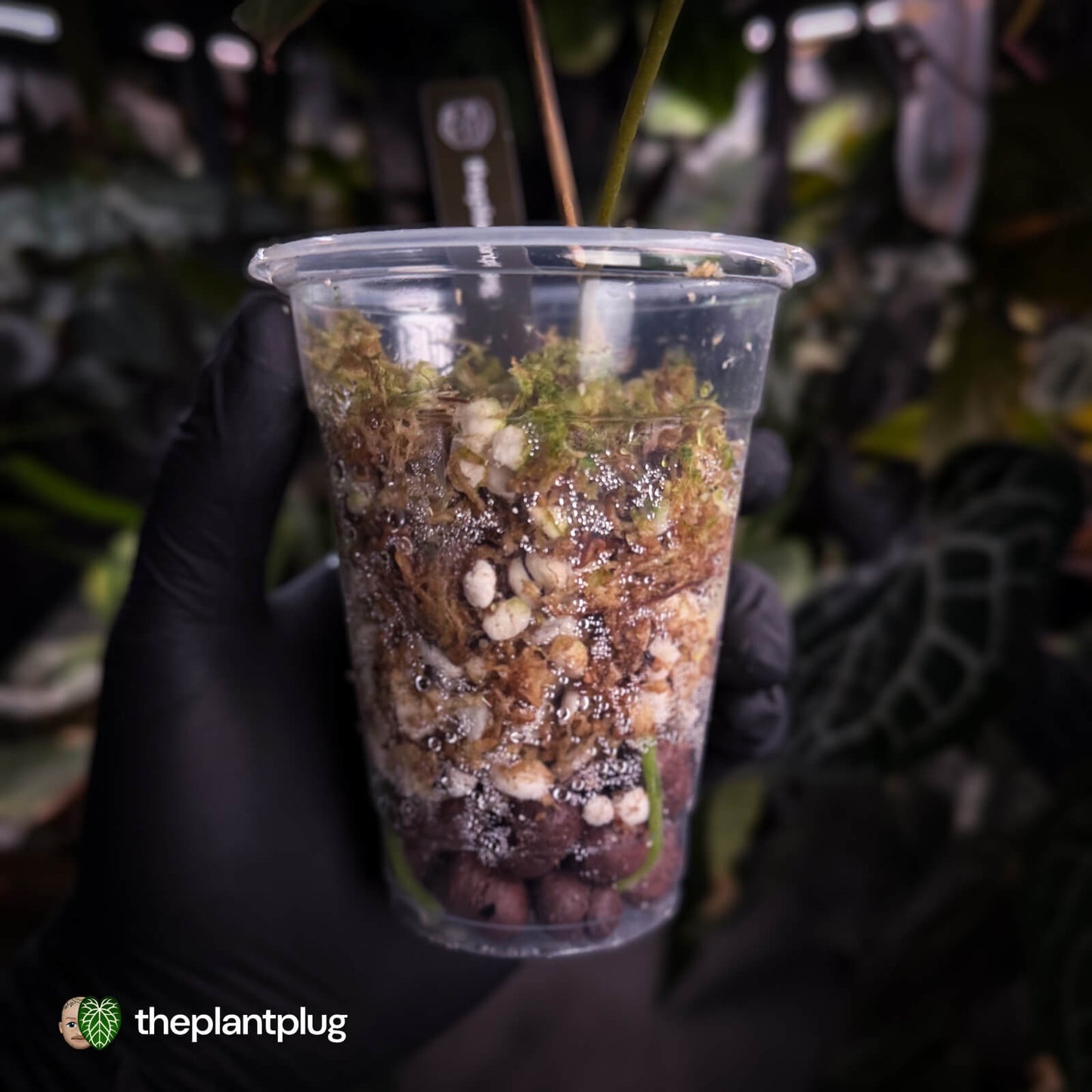 Anthurium 'Complex Black' x (pap x dress) • variegated neotenous mutation