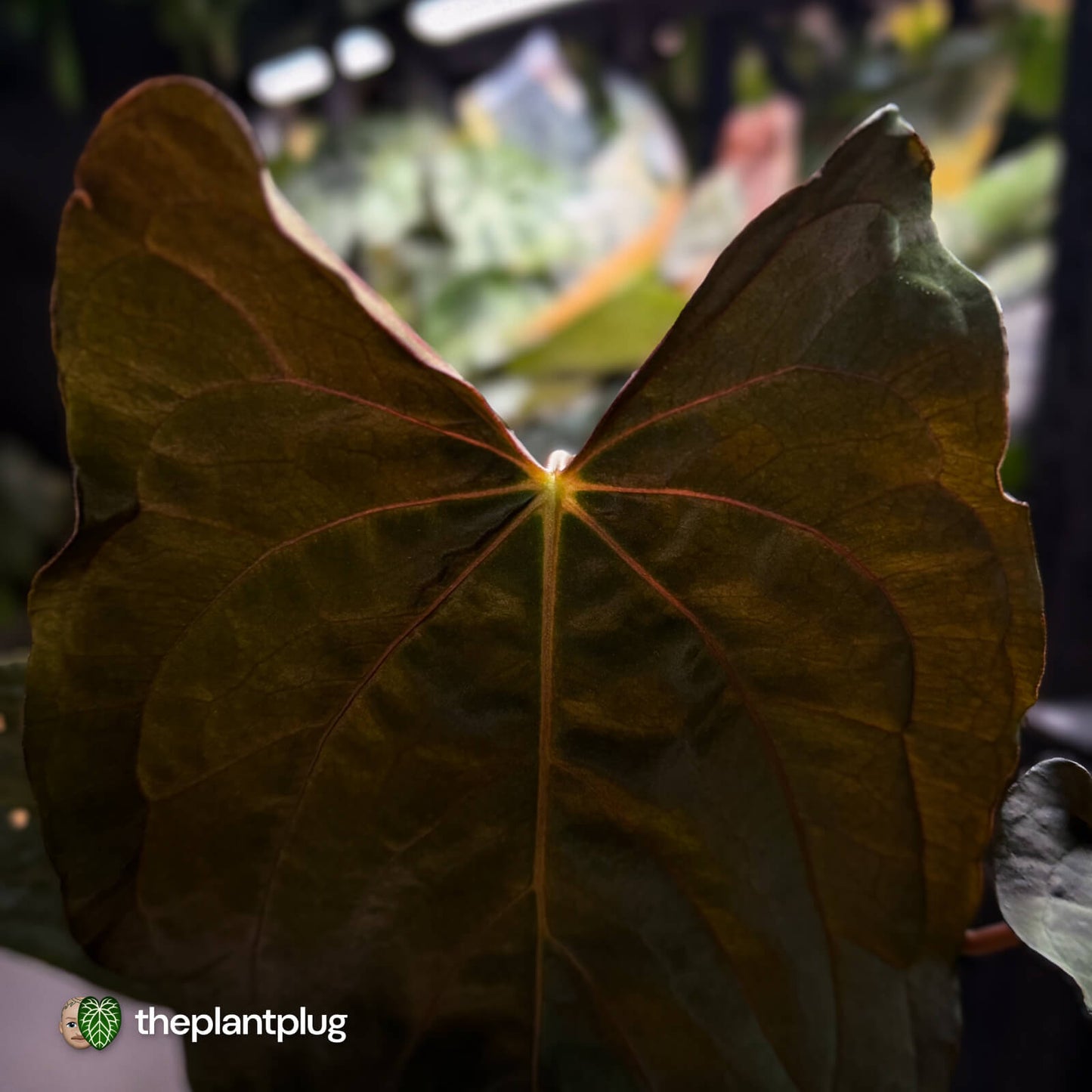 Anthurium papillilaminum 'RLFS' x 'RL' s1 • select holdback 🔥