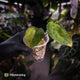 Anthurium 'Complex Black' x (pap x dress) • variegated neotenous mutation