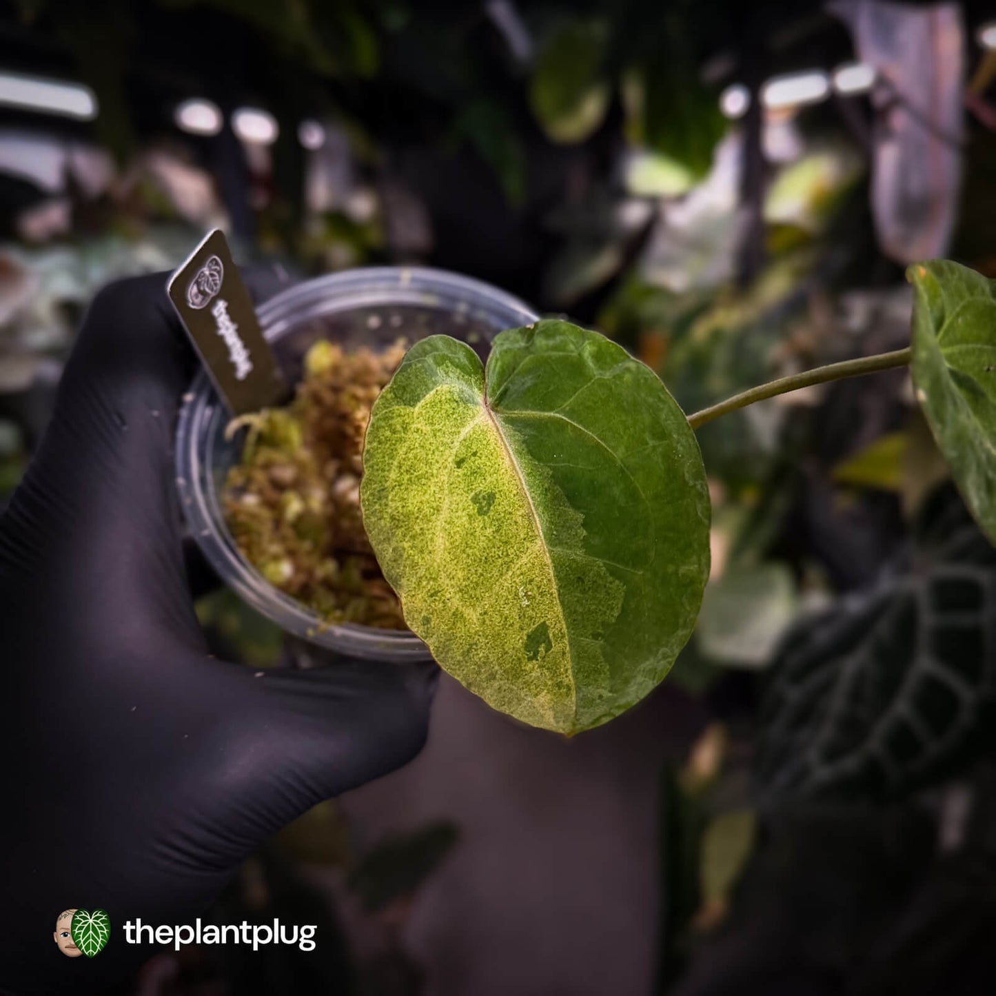 Anthurium 'Complex Black' x (pap x dress) • variegated neotenous mutation