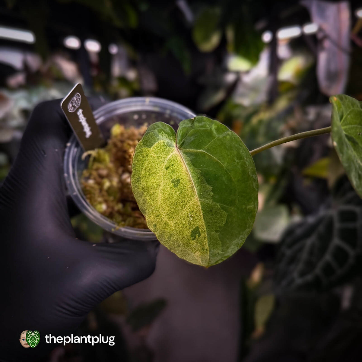 Anthurium 'Complex Black' x (pap x dress) • variegated neotenous mutation