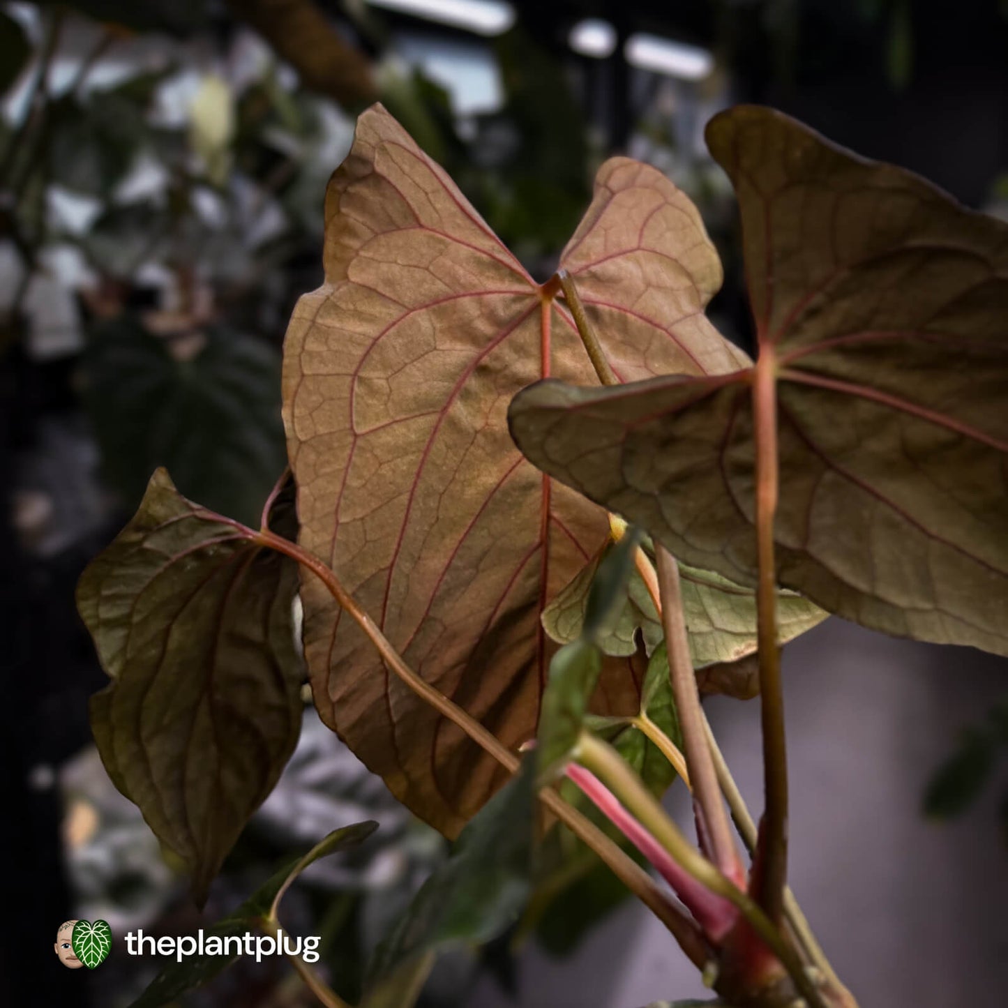 Anthurium papillilaminum 'RLFS' x 'RL' s1 • select holdback 🔥