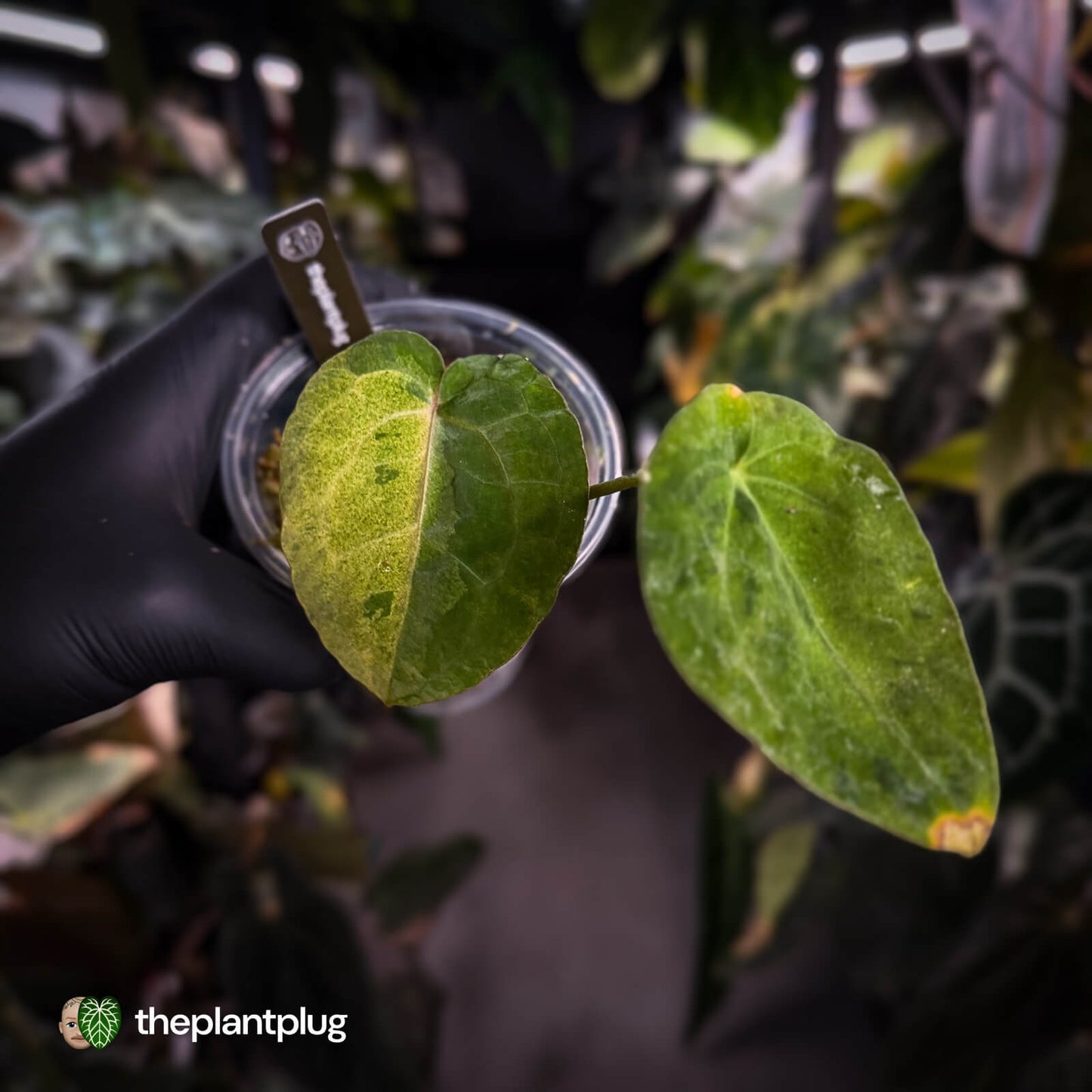 Anthurium 'Complex Black' x (pap x dress) • variegated neotenous mutation