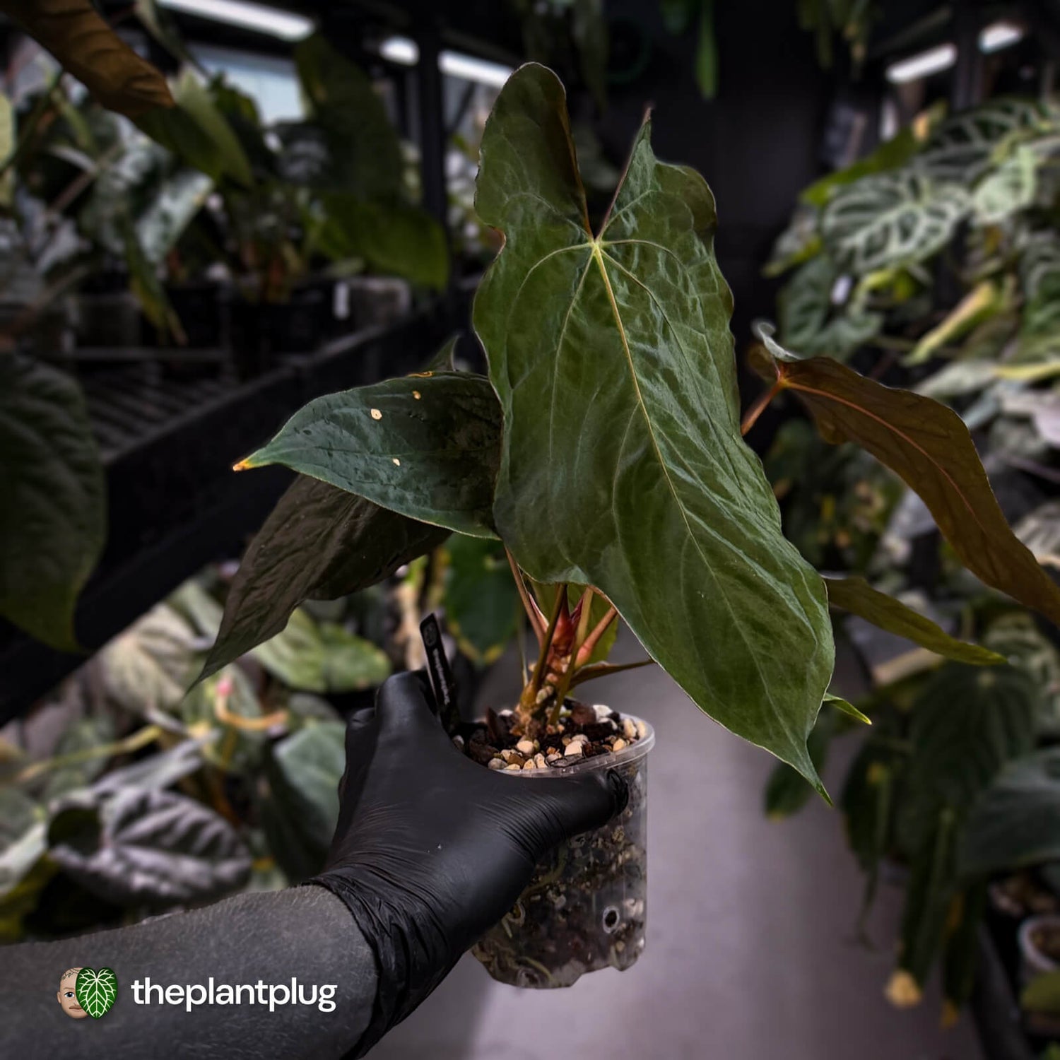 Anthurium papillilaminum 'RLFS' x 'RL' s1 • select holdback 🔥