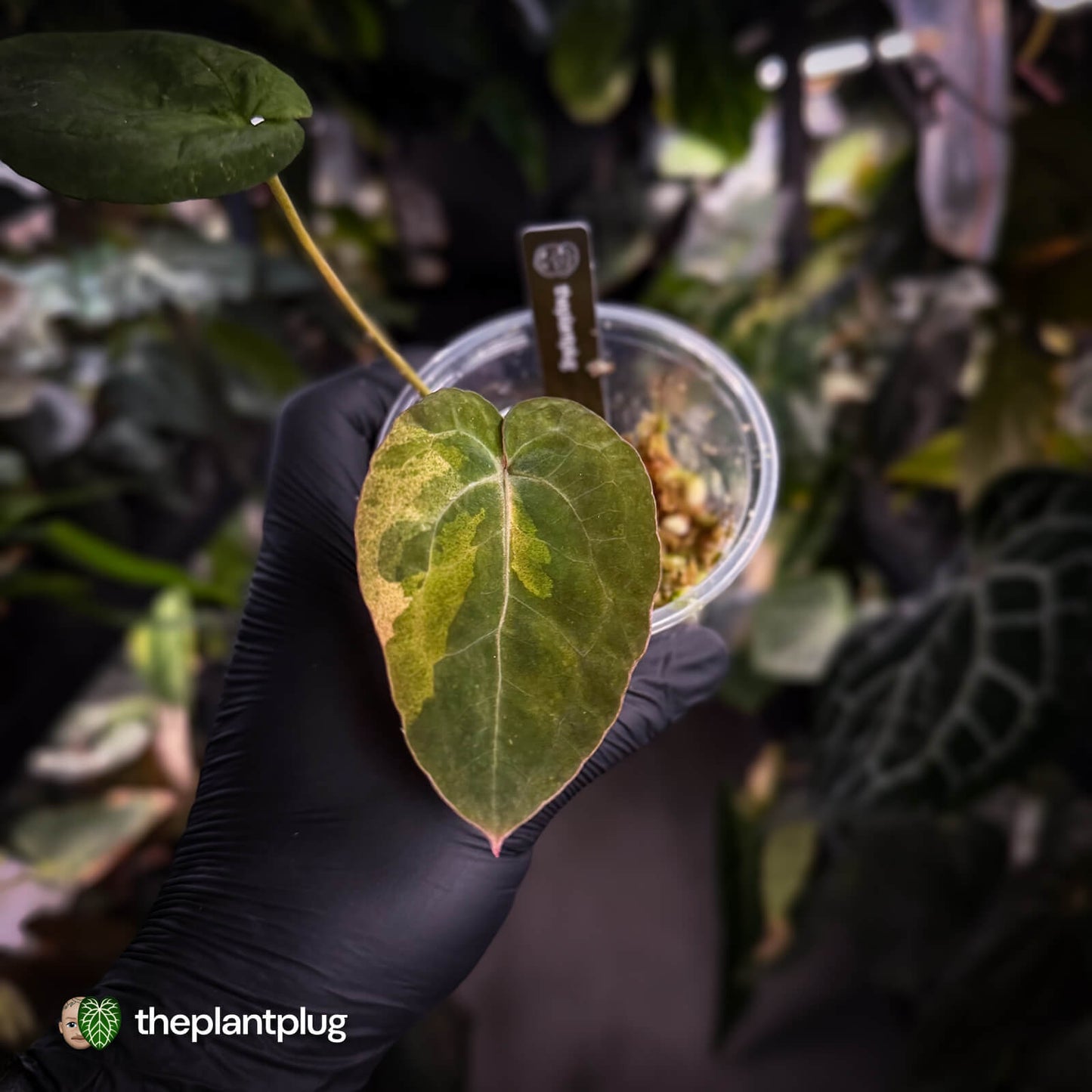 Anthurium 'Complex Black' x (pap x dress) • variegated neotenous mutation