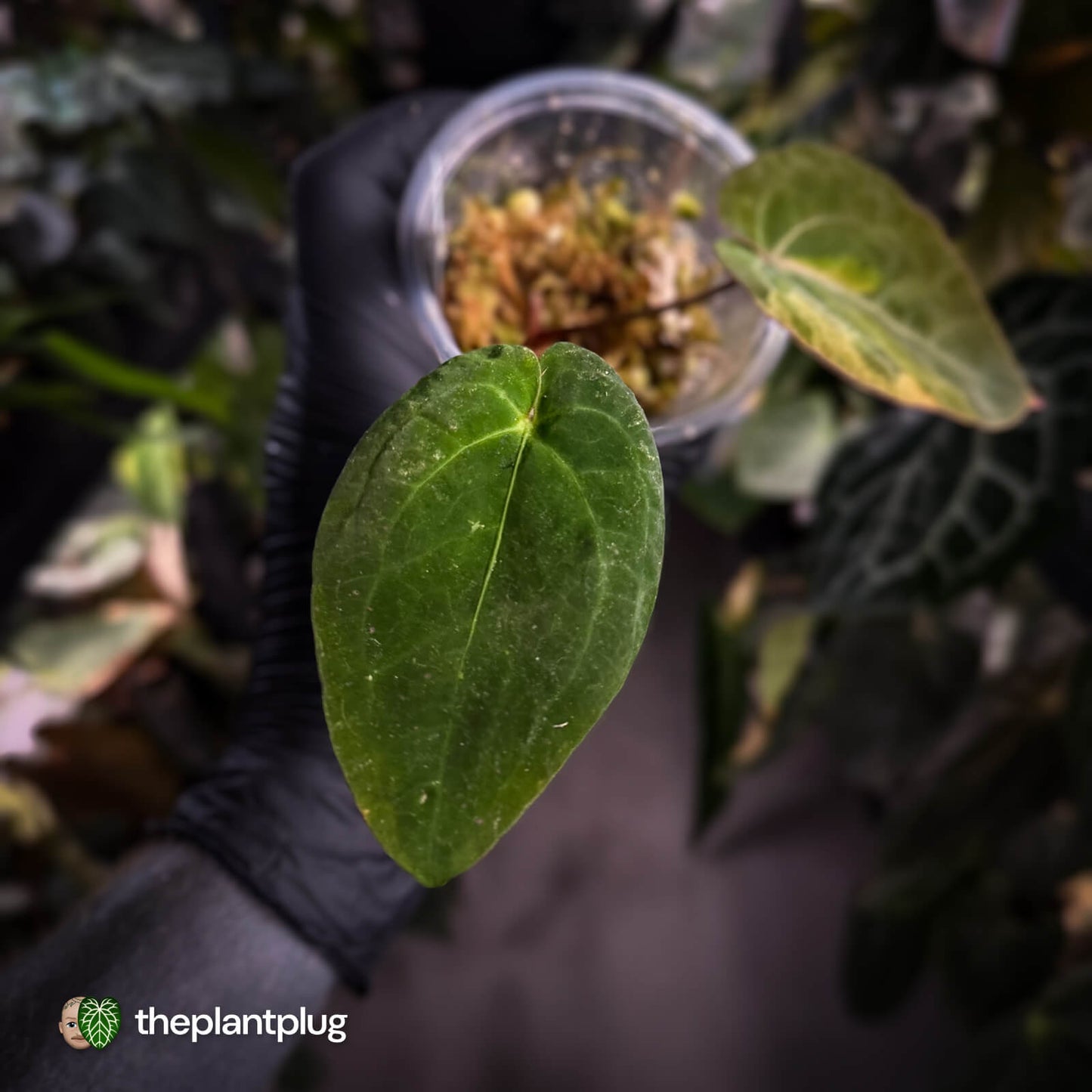 Anthurium 'Complex Black' x (pap x dress) • variegated neotenous mutation