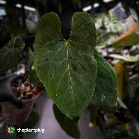 Anthurium besseae aff 'Elektra' x sp. 'Peru Velvet' • holdback