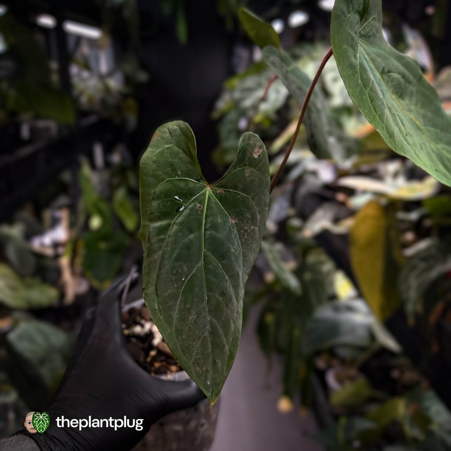 Anthurium besseae aff 'Elektra' x sp. 'Peru Velvet' • holdback