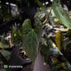 Anthurium besseae aff 'Elektra' x sp. 'Peru Velvet' • holdback
