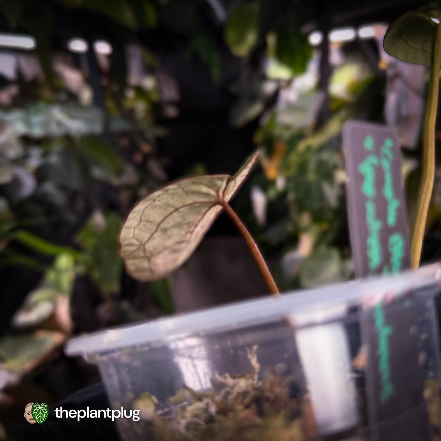 Anthurium 'Complex Black' x (pap x dress) • variegated neotenous mutation