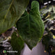 Anthurium besseae aff 'Elektra' x sp. 'Peru Velvet' • holdback